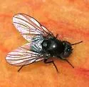 Daylily Leafminer