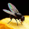 Daylily Leafminer - photo 2