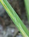 Daylily Leafminer - photo 3