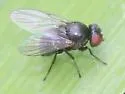 Daylily Leafminer - photo 5