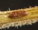 Ophiomyia labiatarum - photo 4