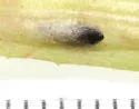 Ophiomyia lactucae - Ophiomyia lactucae