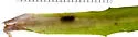 Ophiomyia lactucae - photo 2