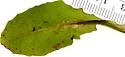 Ophiomyia lactucae - photo 4