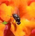 Lantana-Leafminer