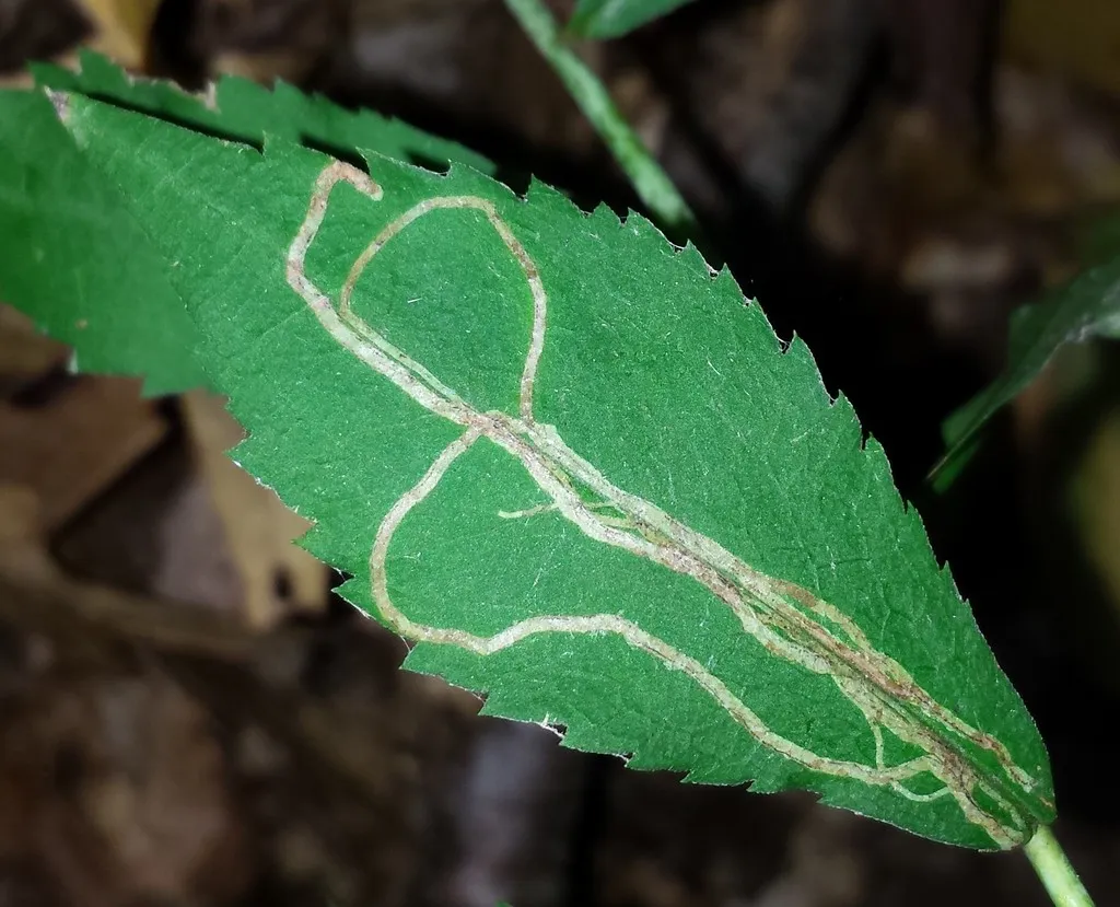 Ophiomyia maura - photo 2