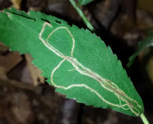 Ophiomyia maura - photo 3