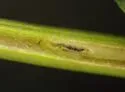 Ophiomyia mimuli - photo 2