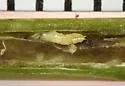 Ophiomyia nabali