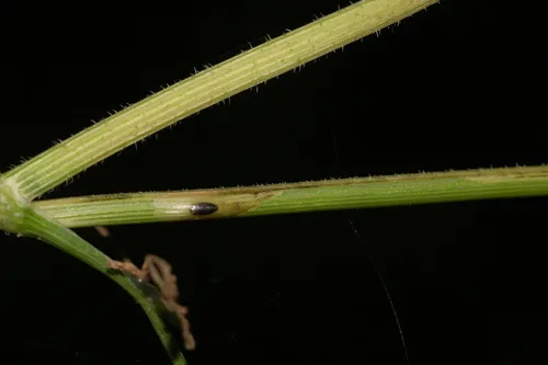Ophiomyia osmorhizae