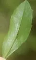 Ophiomyia rugula - photo 2