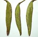 Ophiomyia texana - photo 3