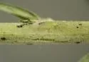 Ophiomyia texana - photo 5