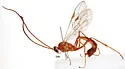 Ophion idoneus