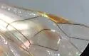 Ophion idoneus - photo 2