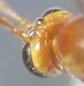 Ophion idoneus - photo 4