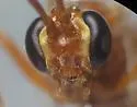 Ophion idoneus - photo 5