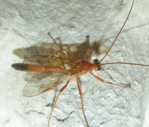 Ophion longigena