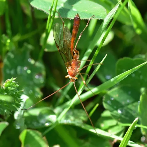 Ophion longigena - photo 2