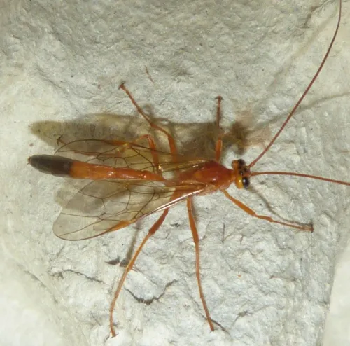 Ophion longigena - photo 3