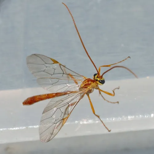 Ophion minutus