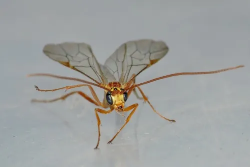 Ophion minutus - photo 2