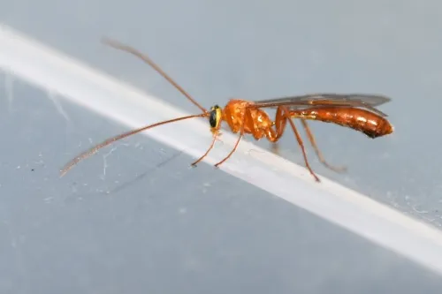 Ophion minutus - photo 3