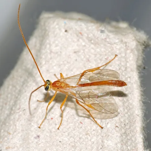 Ophion minutus - photo 4