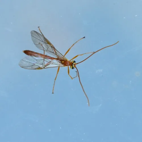 Ophion minutus - photo 5