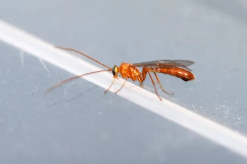 Ophion minutus - photo 6