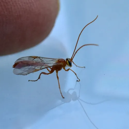 Ophion minutus - photo 7