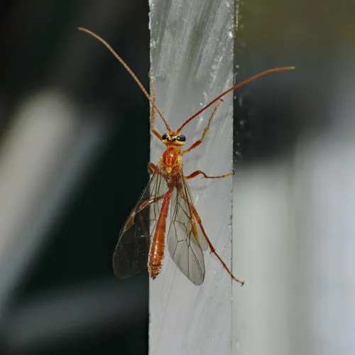 Ophion minutus - photo 8