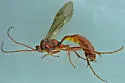 Ophion nigrovarius