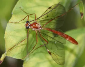 Ophion obscuratus agg.