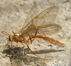 Ophion obscuratus agg. - photo 2