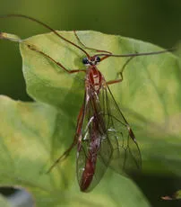 Ophion obscuratus agg. - photo 3
