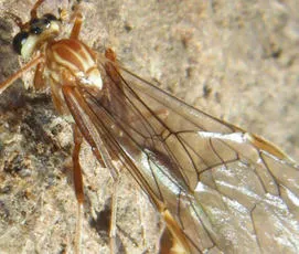 Ophion obscuratus agg. - photo 4