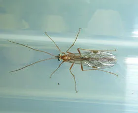 Ophion obscuratus agg. - photo 5