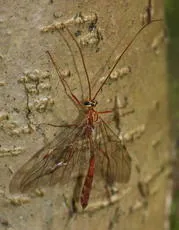 Ophion obscuratus agg. - photo 6