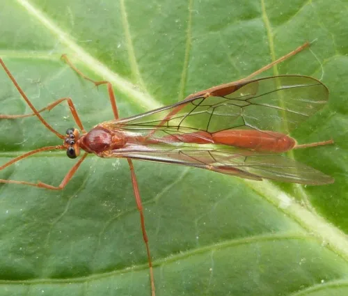 Ophion scutellaris
