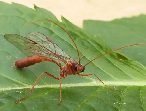 Ophion scutellaris - photo 2