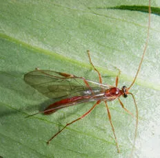 Ophion scutellaris - photo 3