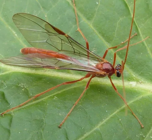 Ophion scutellaris - photo 4