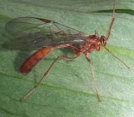 Ophion scutellaris - photo 5