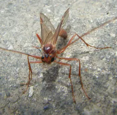 Ophion scutellaris - photo 7