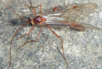 Ophion scutellaris - photo 8