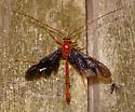 Ophion slossonae - Ophion slossonae