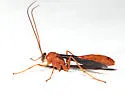 Ophion slossonae - photo 2