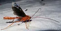 Ophion slossonae - photo 3