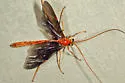 Ophion slossonae - photo 4